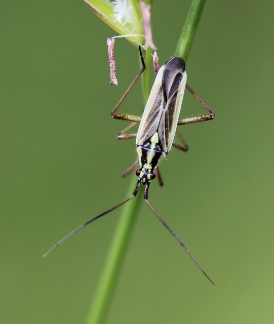 Leptopterna dolabrata - közönséges mezeipoloska