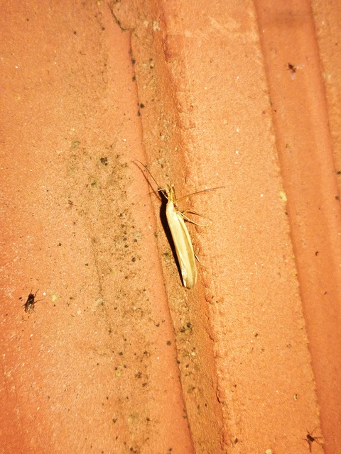 Pleurota