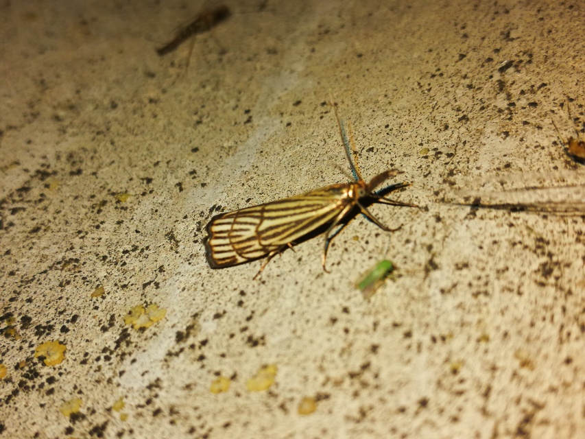 Chrysocramboides craterella - rácsos fűgyökérmoly