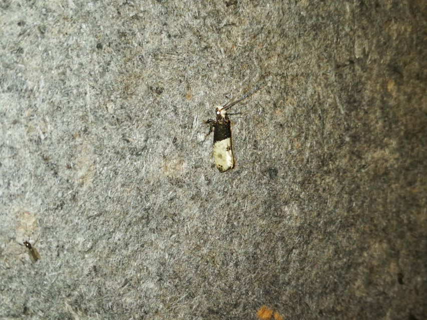 Trichophaga