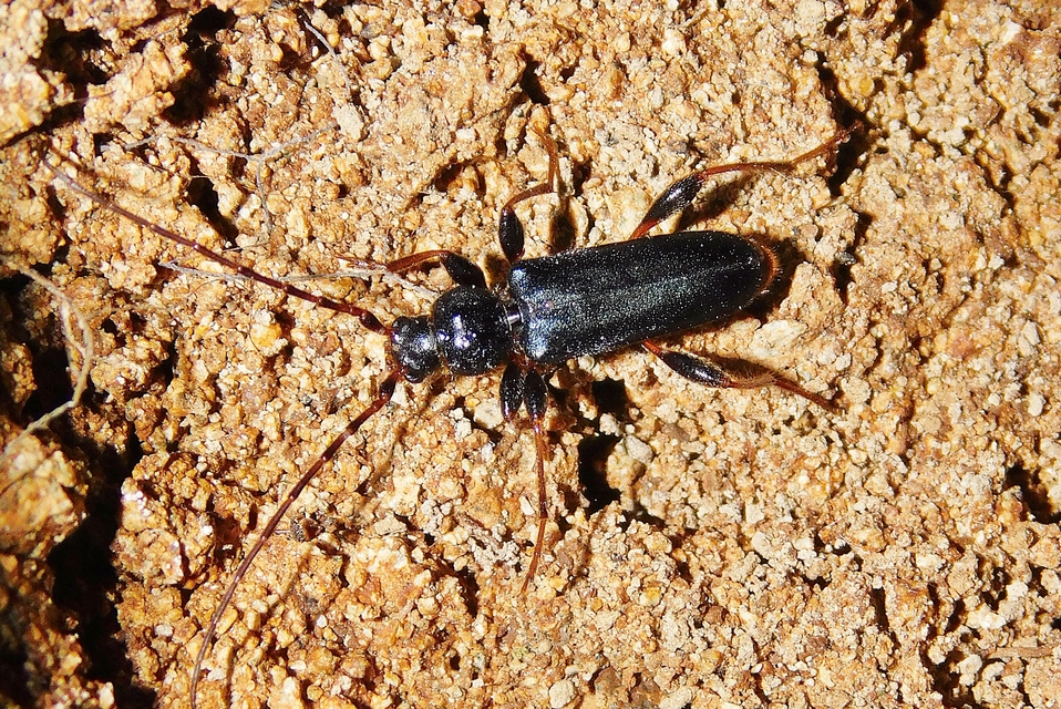 Phymatodes testaceus - változékony korongcincér Phymatodes testaceus - változékony korongcincér