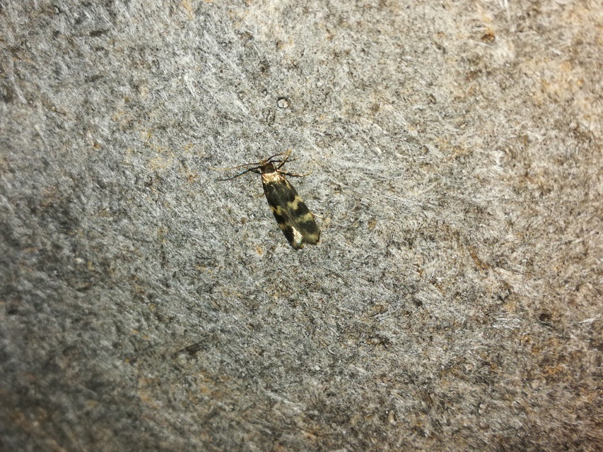 Oegoconia