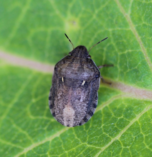 Eurygaster Eurygaster