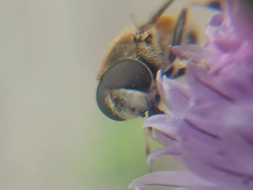 Eristalis arbustorum - fehérarcú herelégy