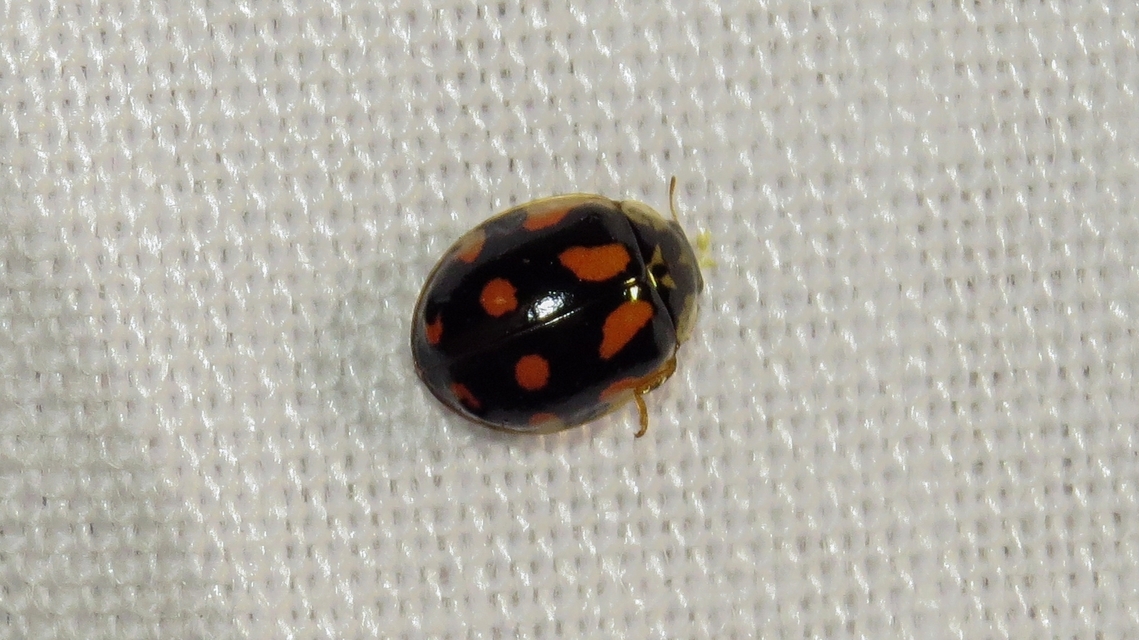 Adalia decempunctata - tízpettyes katica