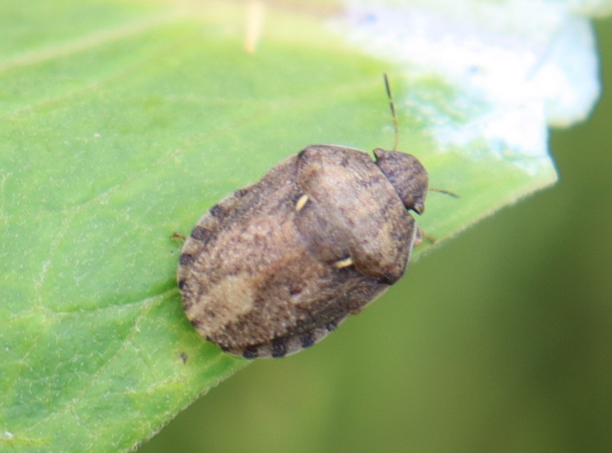 Eurygaster Eurygaster