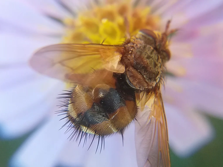 Tachina fera - közönséges fürkészlégy