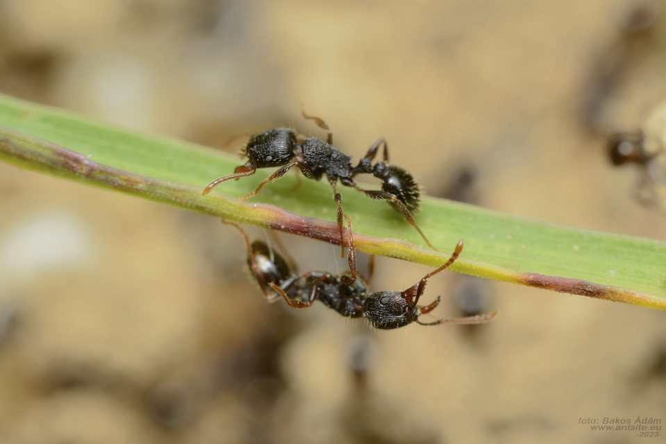Tetramorium moravicum - morva gyepihangya