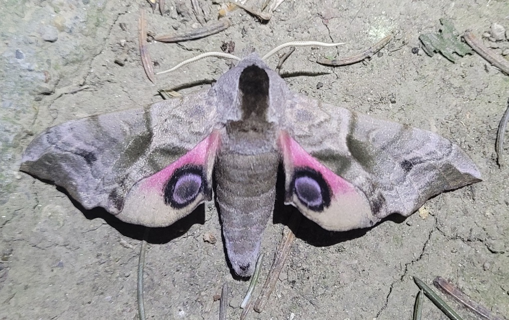 Smerinthus ocellatus - esti pávaszem