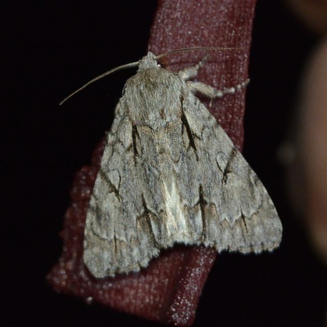 Acronicta cuspis/tridens/psi