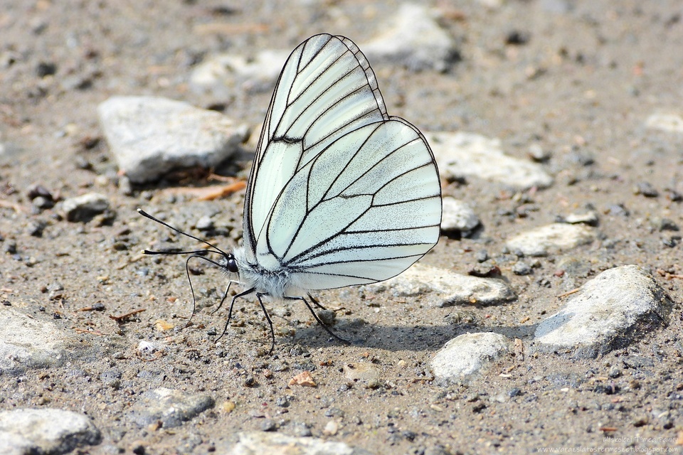 Aporia crataegi - galagonyalepke