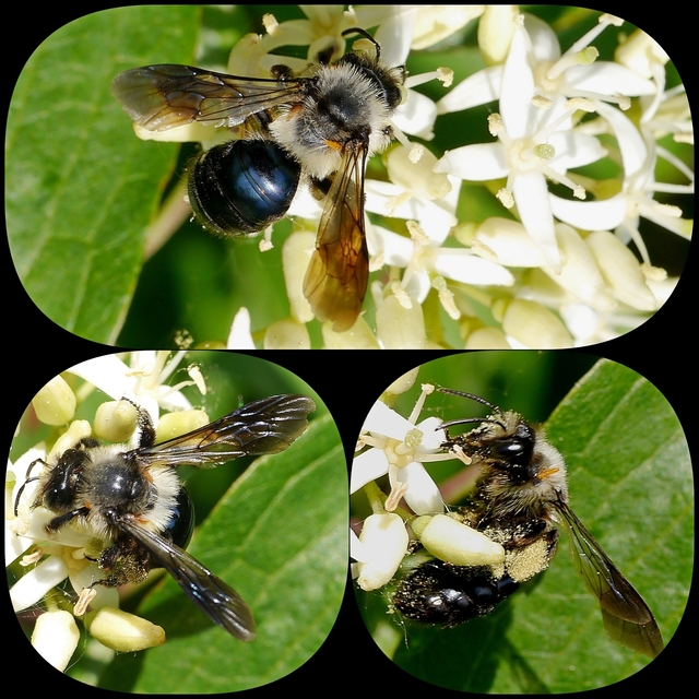 Hymenoptera - Hártyásszárnyúak