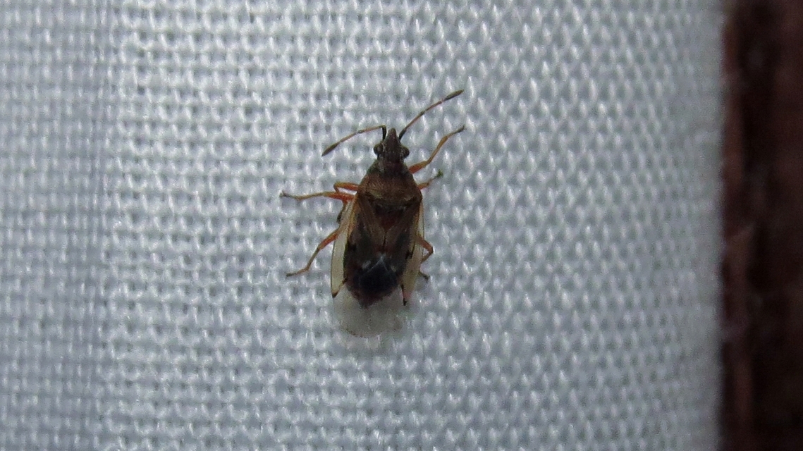 Kleidocerys resedae - nyírbodobács