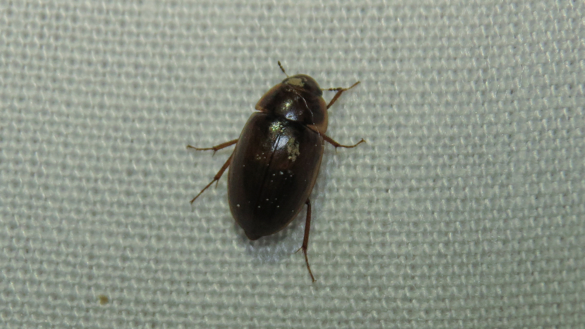 Enochrus