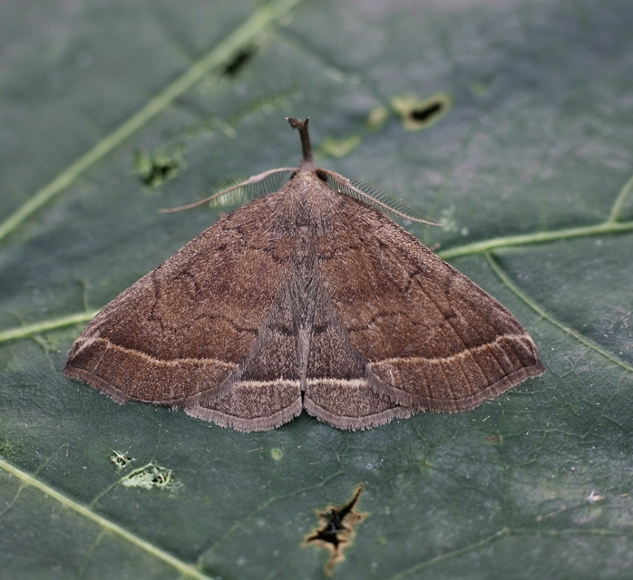Pechipogo plumigeralis - tollascsápú karcsúbagoly