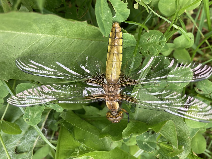 Libellula depressa - széles laposacsa