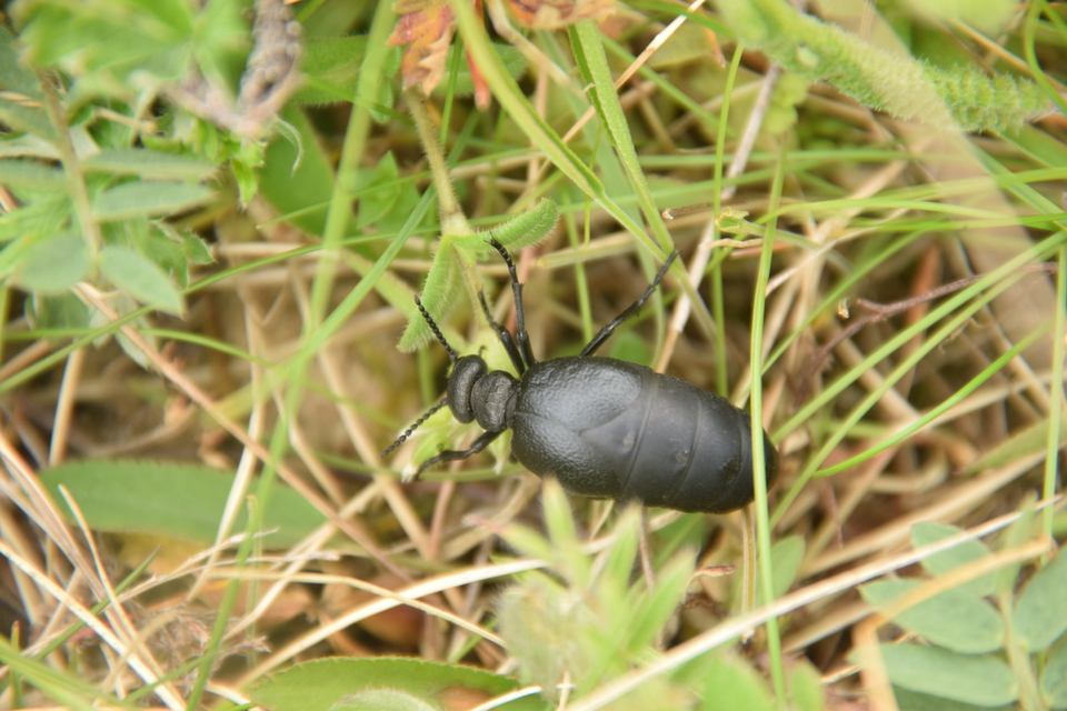 Meloe scabriusculus - érdes nünüke