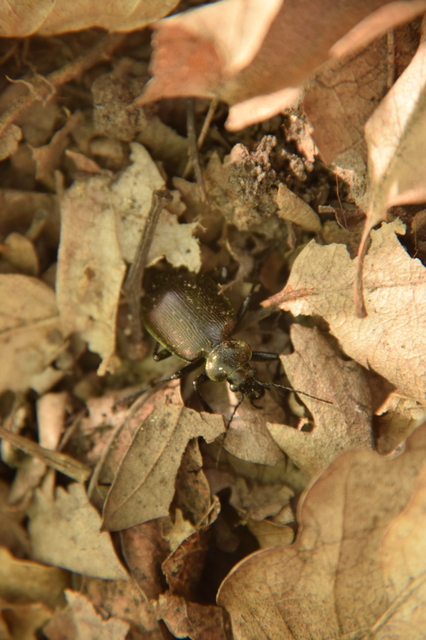Calosoma inquisitor - kis bábrabló