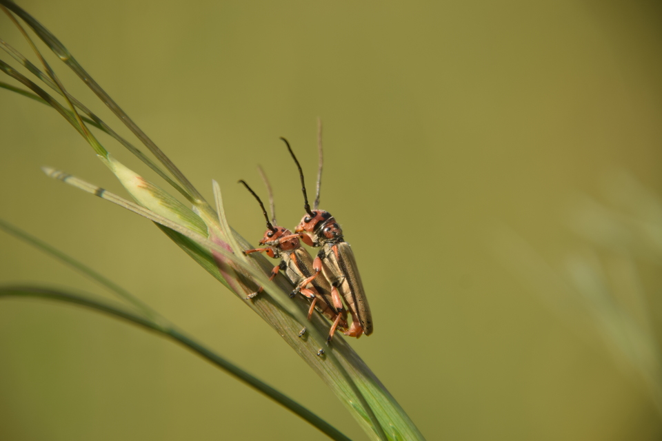 Phytoecia argus - árgusszemű cincér