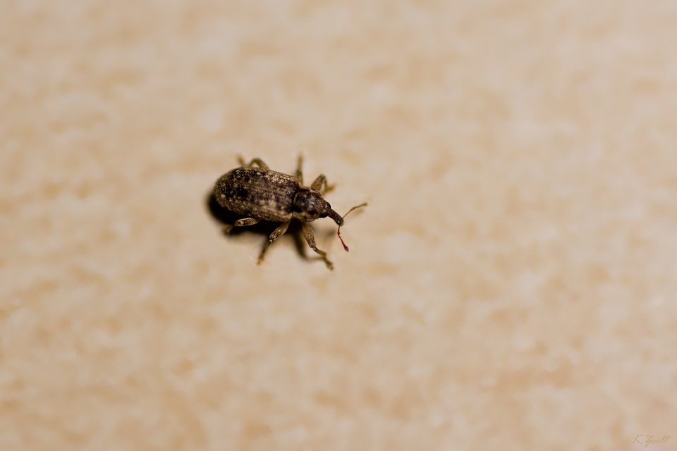 Dorytomus ictor - szegélyes hangormányos