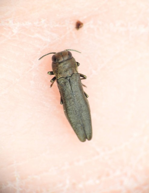 Agrilus macroderus - rózsa-karcsúdíszbogár
