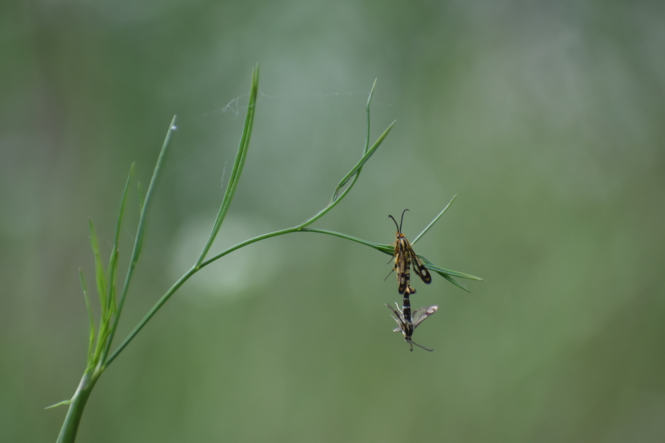 Sesiidae - szitkárfélék