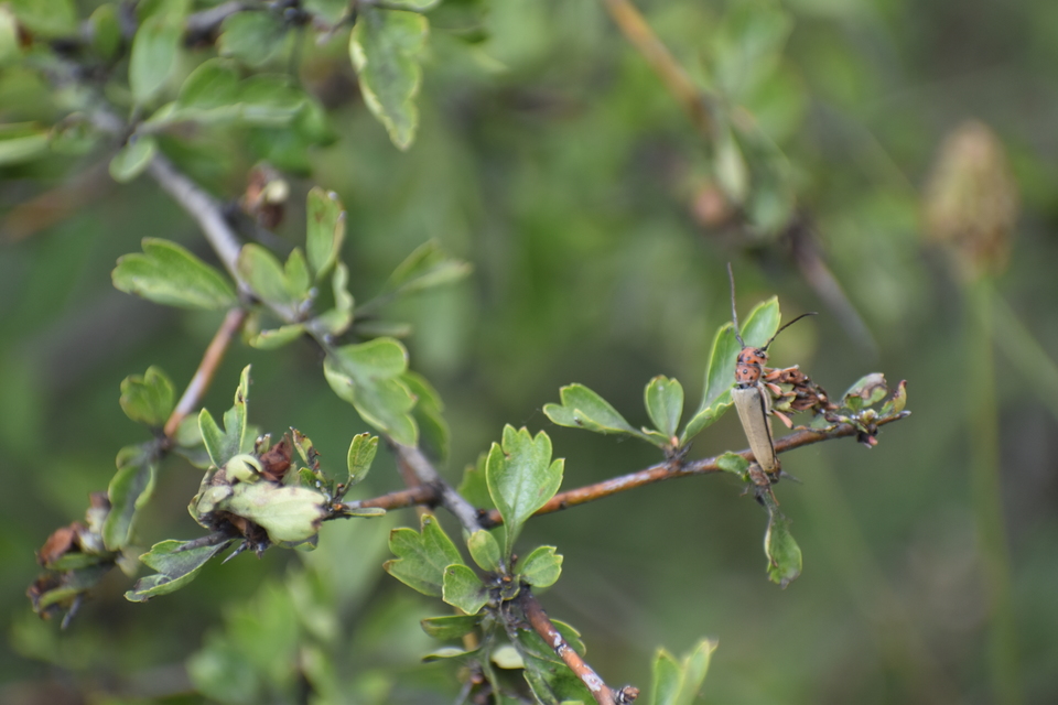 Phytoecia argus - árgusszemű cincér