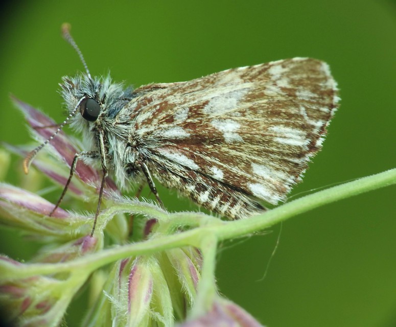 Pyrgus malvae - kis busalepke