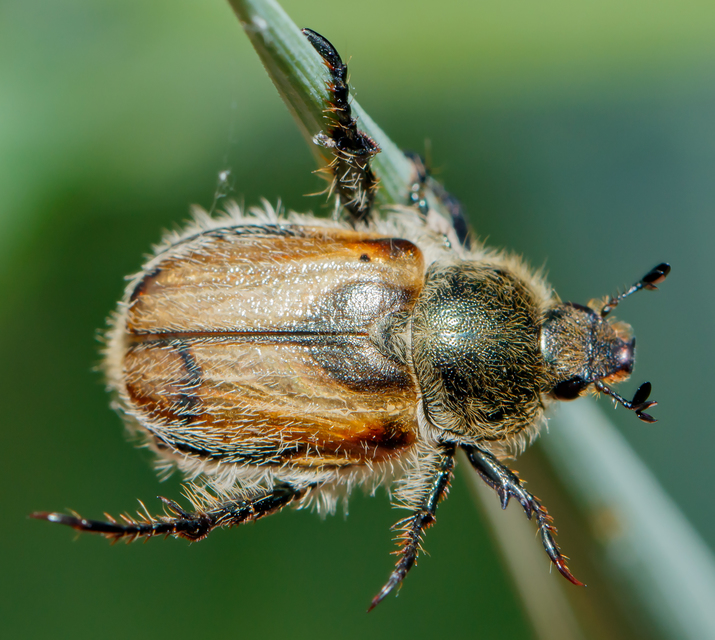 Chaetopteroplia segetum - rozsszipoly