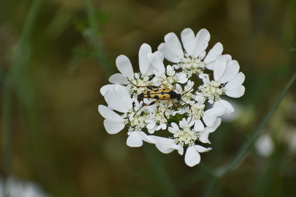 Rutpela maculata - tarkacsápú karcsúcincér