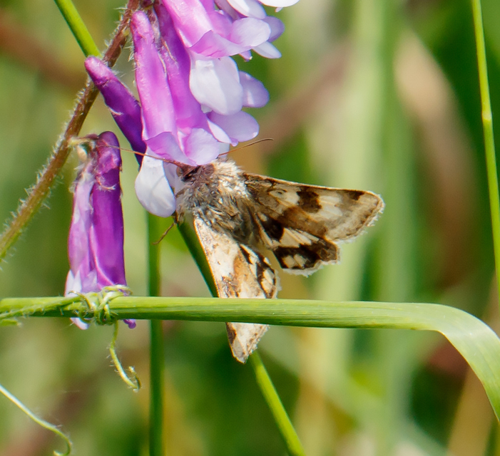 Heliothis viriplaca - mácsonyabagoly