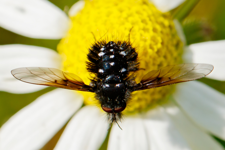 Bombylella atra - ezüstpettyes pöszörlégy