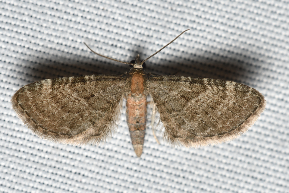Eupithecia haworthiata - rozsdástestű törpearaszoló