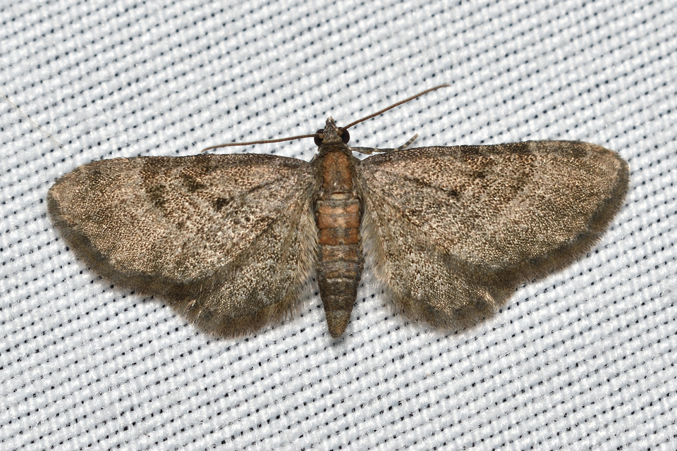 Eupithecia haworthiata - rozsdástestű törpearaszoló