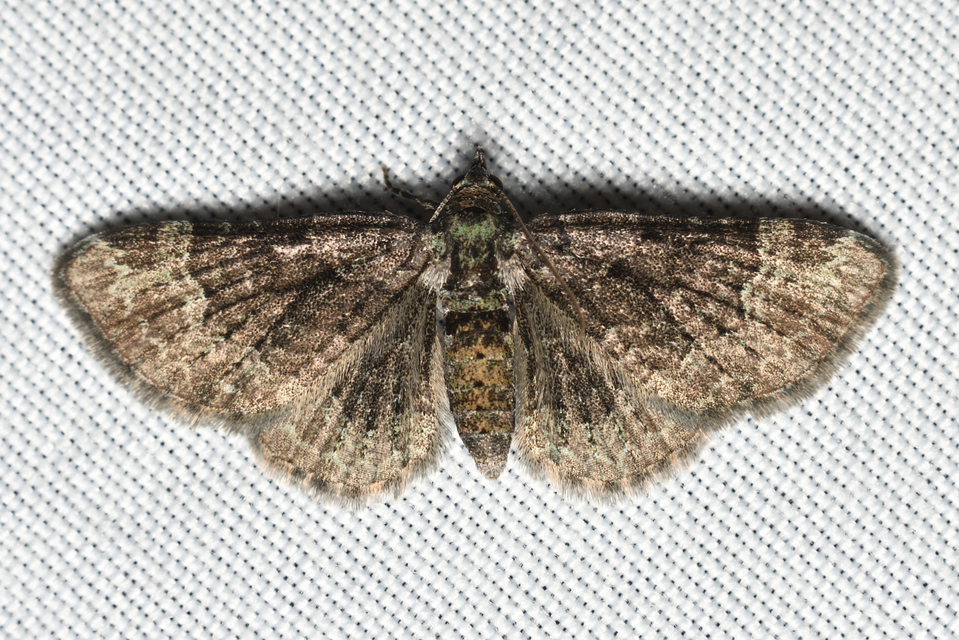 Pasiphila rectangulata - almavirág-araszoló