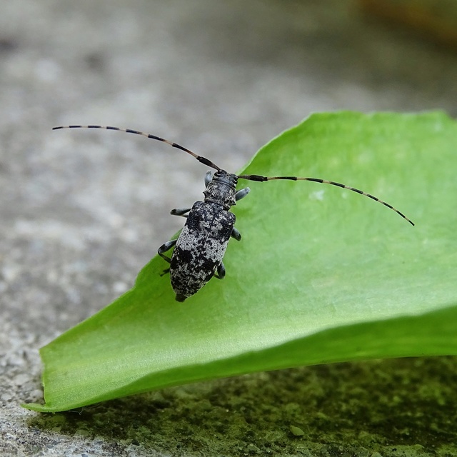 Leiopus nebulosus - öves gesztcincér
