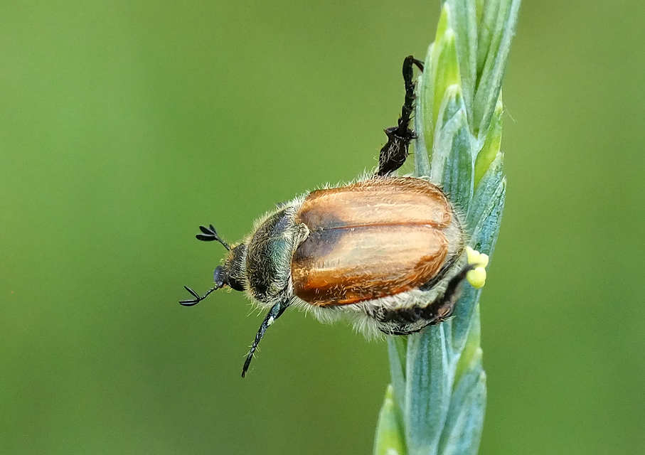 Chaetopteroplia segetum - rozsszipoly