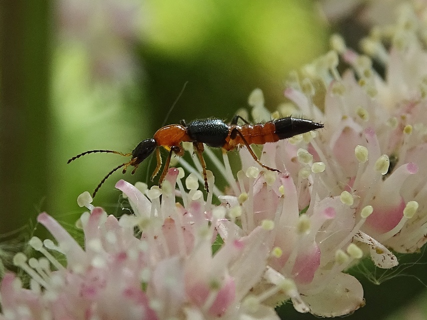 Paederus