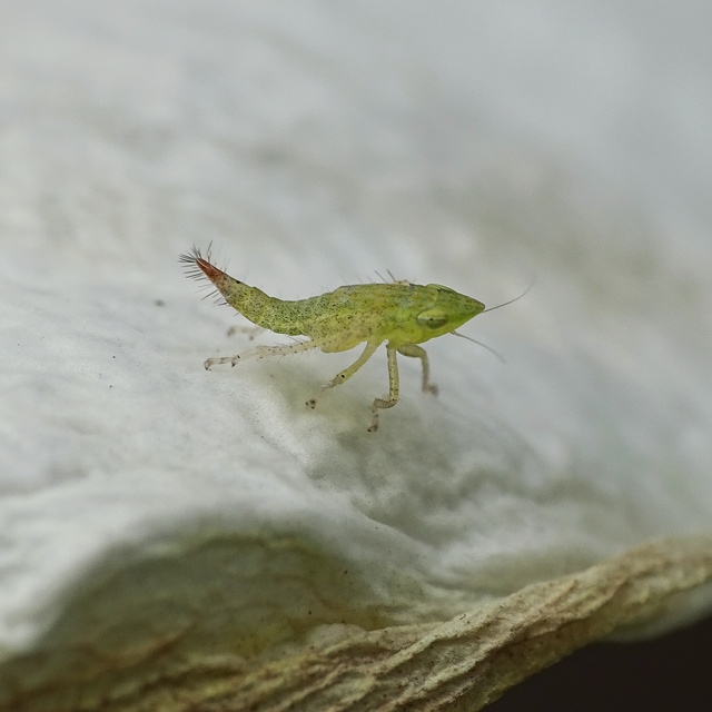 Fieberiella florii