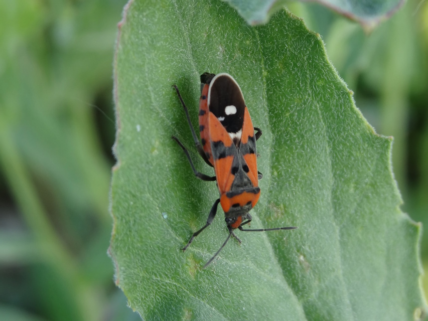 Lygaeus equestris/simulans