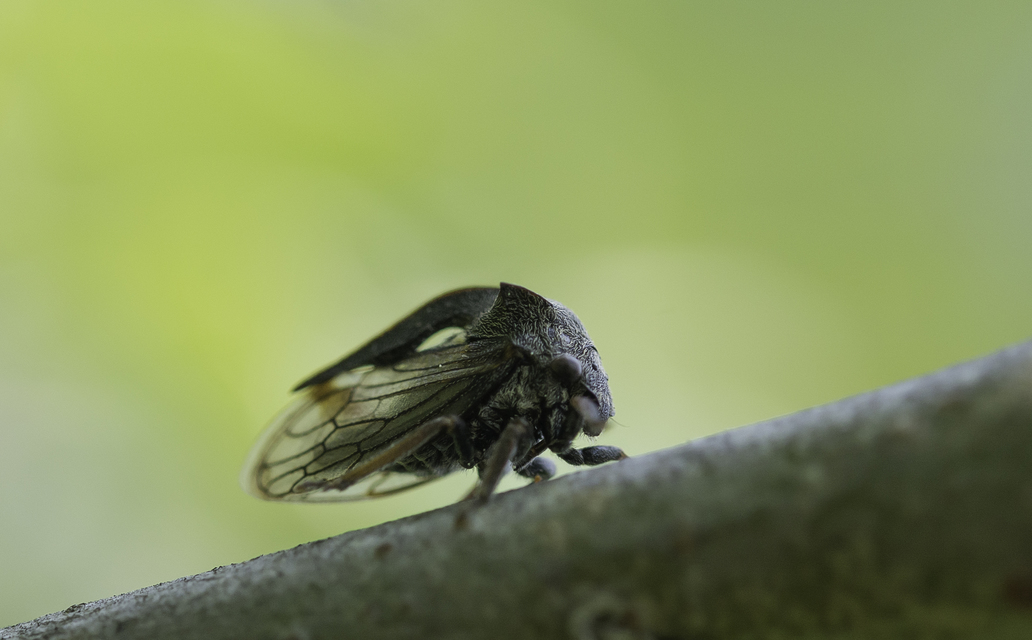 Centrotus cornutus - szarvaskabóca