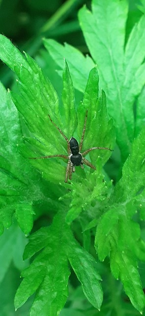 Philodromus dispar - lomb karolópók