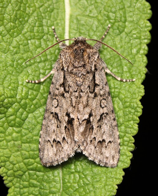 Acronicta auricoma - aranyos szigonyosbagoly