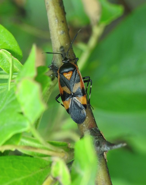 Deraeocoris trifasciatus - nagy mezeipoloska