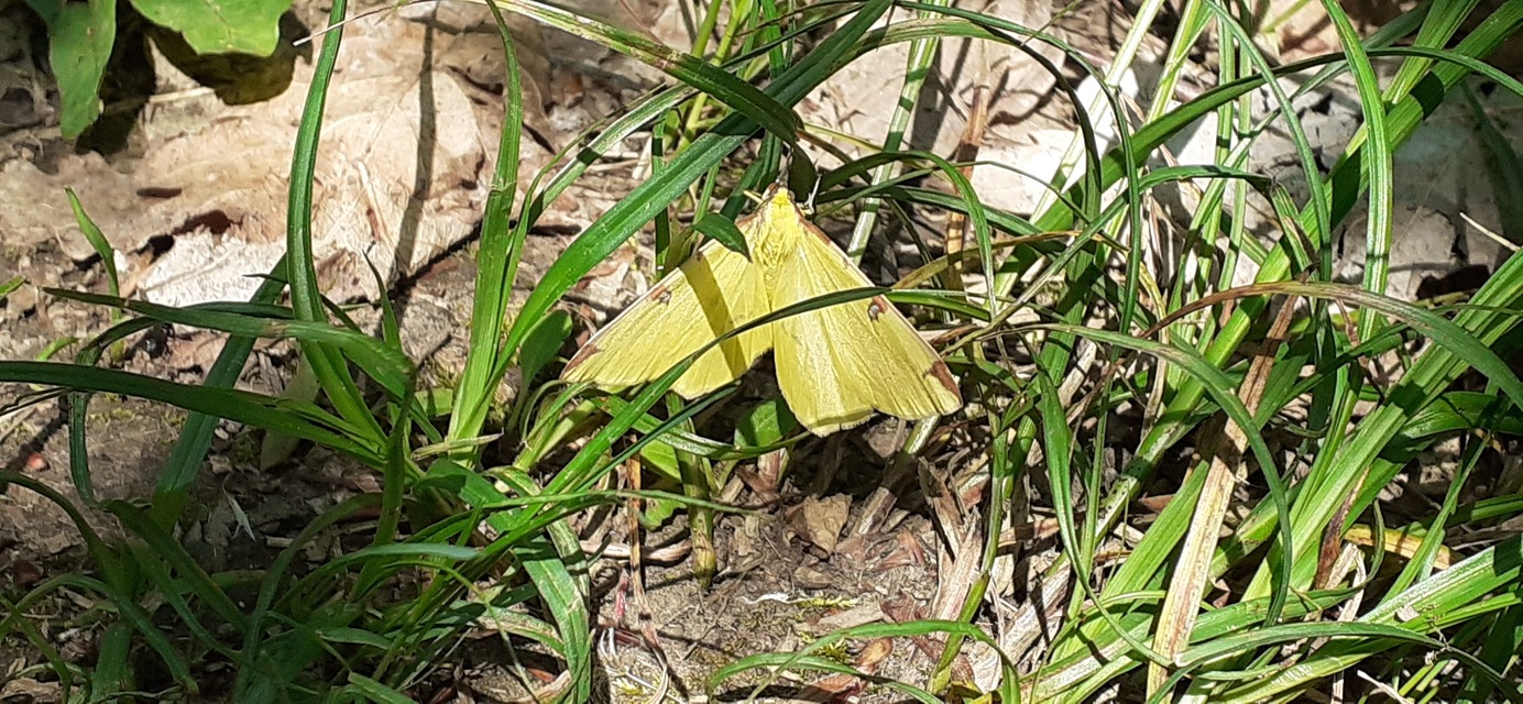 Opisthograptis luteolata - citromsárga araszoló