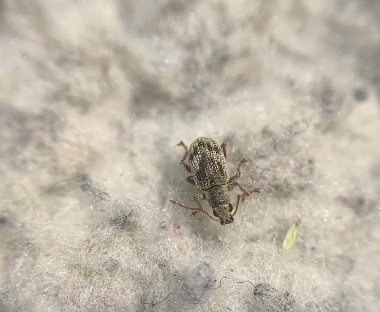 Pseudomyllocerus sinuatus - szeder-levélormányos