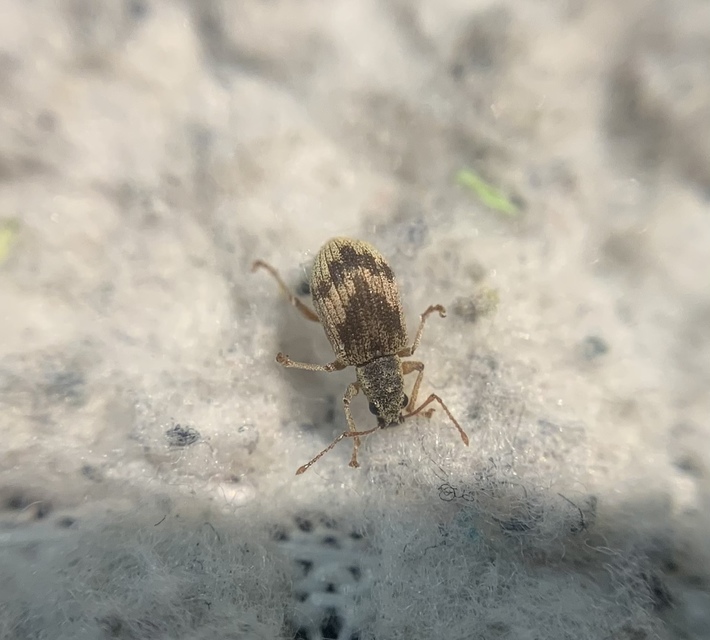 Pseudomyllocerus sinuatus - szeder-levélormányos