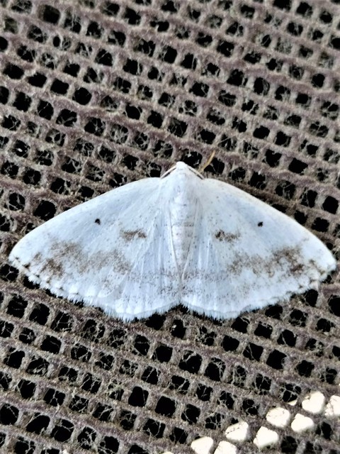 Lomographa temerata - foltos fehéraraszoló