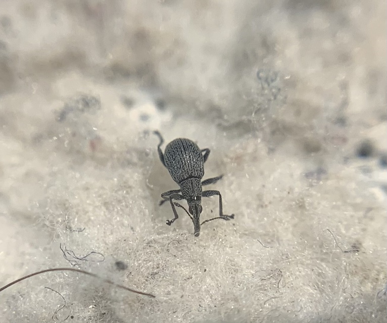 Holotrichapion ononis - szakállas cickányormányos