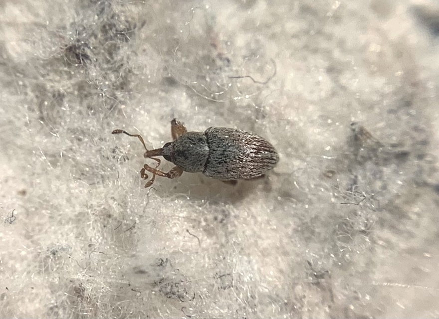 Tychius junceus - őszi tímárormányos